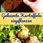 Kartoffeln auf dem Balkon anbauen. So geht's!