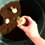 Gekeimte Kartoffeln einpflanzen – so gehts!