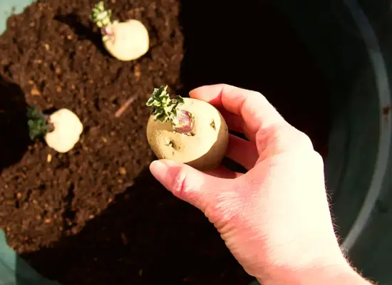 Gekeimte Kartoffeln einpflanzen – so gehts!
