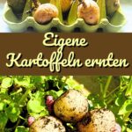 So werden aus gekeimten Kartoffeln viele neue, leckere Kartoffeln auf deinem Balkon!