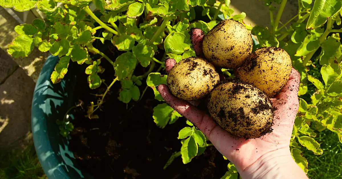 Gekeimte Kartoffeln auf dem Balkon einpflanzen und im Spätsommer eigene Kartoffeln ernten
