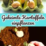 Gekeimte Kartoffeln einpflanzen und eigene Kartoffeln ernten
