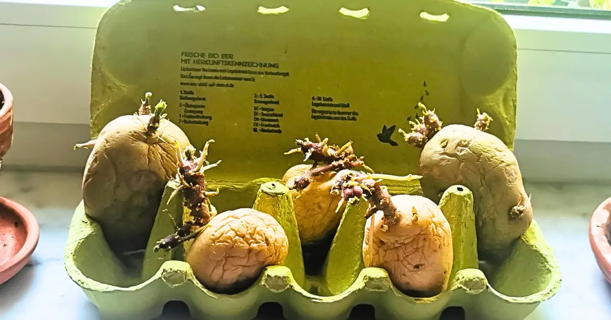 Kartoffeln keimen in einem leeren Eierkarton