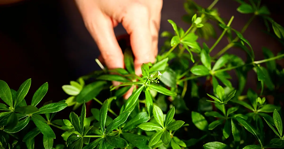 Waldmeister unbedingt vor der Blüte pflücken
