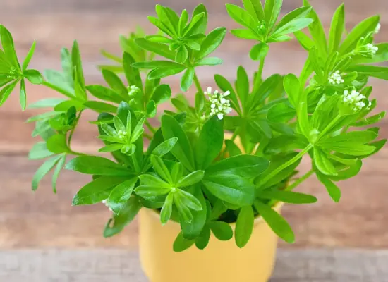 Leckere Ideen rund um Waldmeister