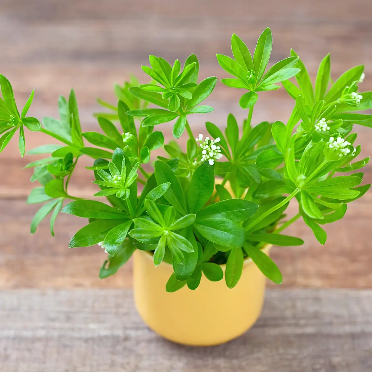 Leckere Ideen rund um Waldmeister