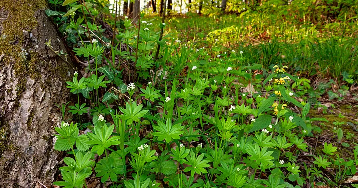 Waldmeister liebt ein schattiges Plätzchen