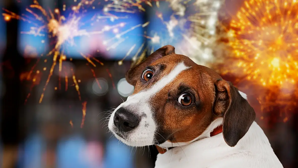 Eierlikör für Hunde - der Tipp im Faktencheck