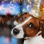 Eierlikör für Hunde - eine ganz schlechte Idee