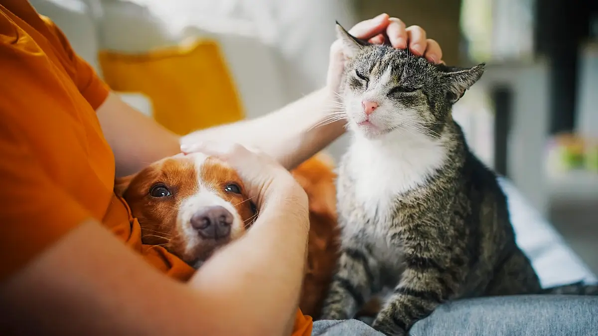 Hunde zu Silvester beruhigen