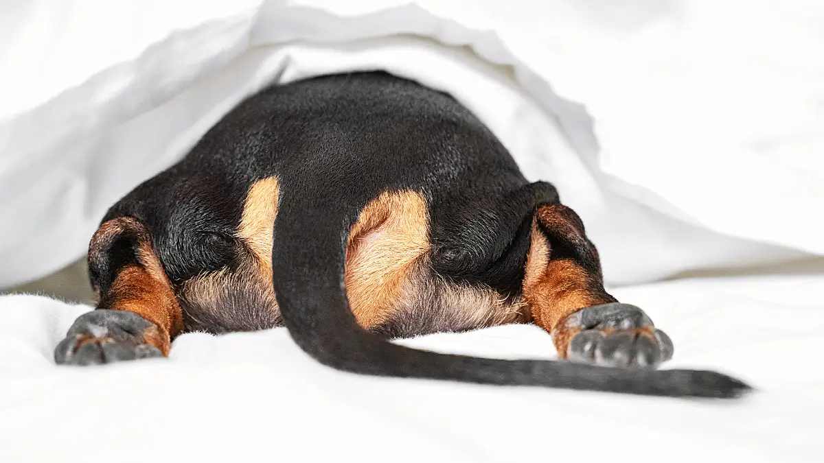 Ruhiger Jahreswechsel für weniger Angst bei Tieren