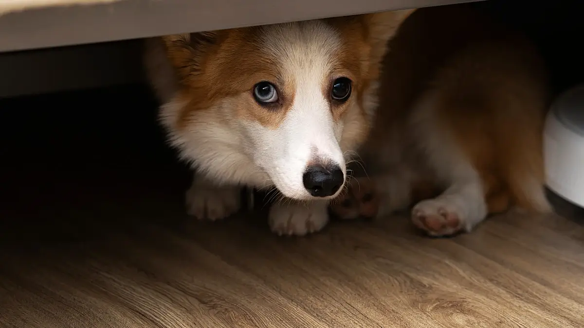 Hund hat Angst vor dem Silvesterfeuerwerk
