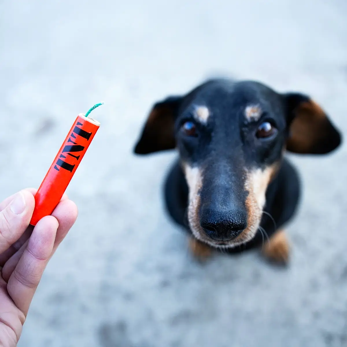 Böllerfreies Silvester für alle Tiere