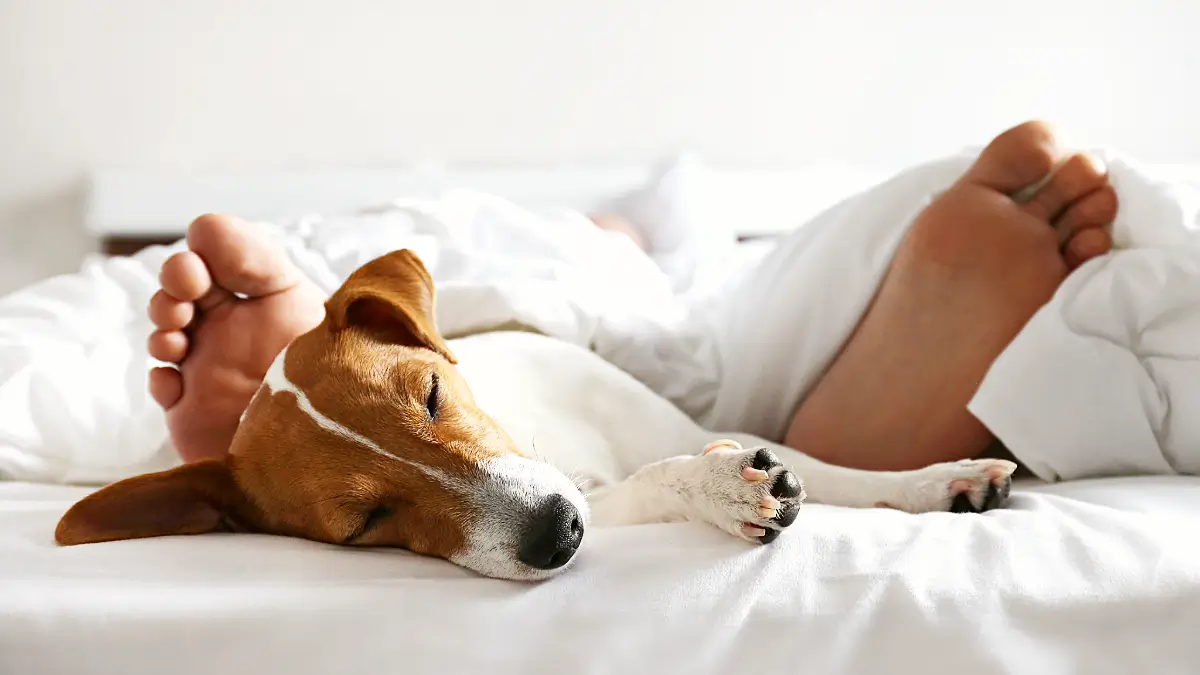 Hund schläft friedlich im Flughafenhotel keine Angst vor Silvester