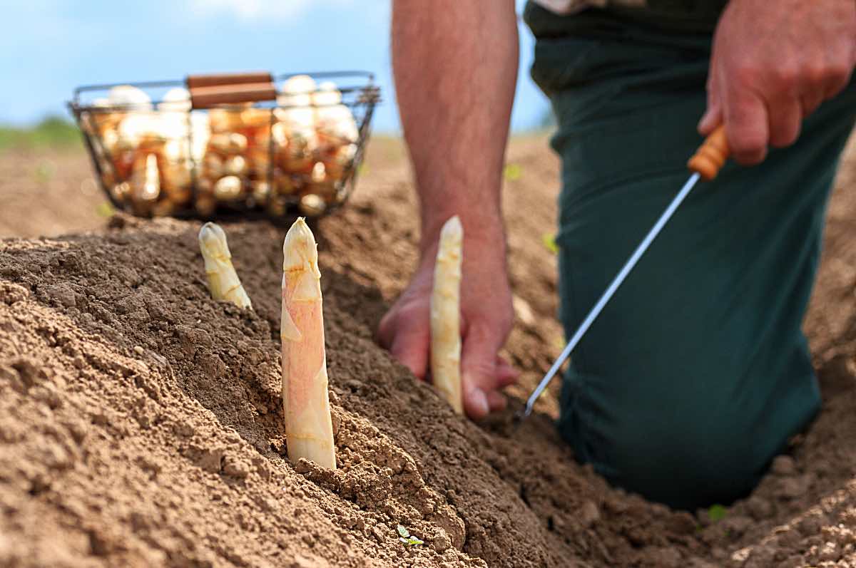 Spargelstechen ist Knochenarbeit
