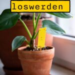 Trauermücken loswerden und kleine schwarze Fliegen in der Blumenerde bekämpfen. Tipps gegen Trauermücken bei Zimmerpflanzen mit Gelbtafeln, SF-Nematoden, Quarzsand und angepasstem Gießen. Erfahre, wie du Trauermückenlarven in der Erde bekämpfst, welche Hausmittel helfen können, wie du einem erneuten Befall vorbeugst und welche fleischfressenden Pflanzen Trauermücken fangen.